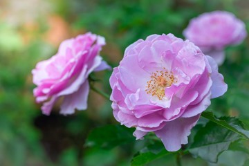 Close up of fresh pink rose blooming on green leaves in garden, selective focus.