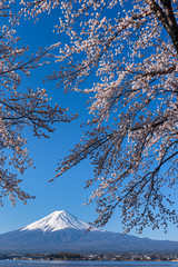 Mt. Fuji in the spring time with cherry blossoms at kawaguchiko Fujiyoshida, Japan.