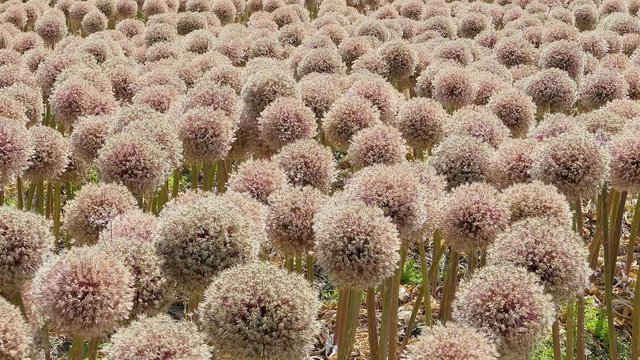 Field with Allium Globemaster in Netherlands
