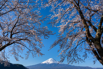 Mt. Fuji in the spring time with cherry blossoms at kawaguchiko Fujiyoshida, Japan.