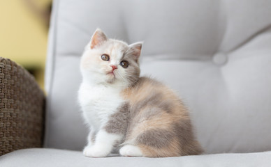 Süßes britisch Kurzhaar Katzenbaby auf dem Balkon 