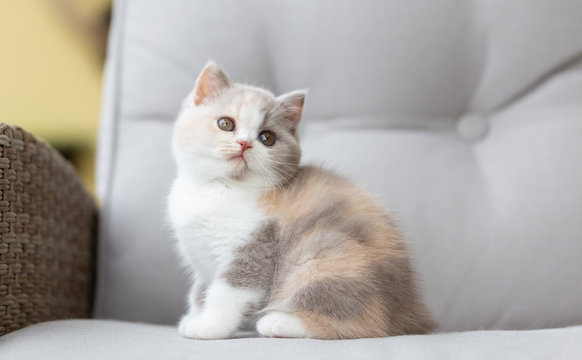 8 Best Lilac Tortie White Images Stock Photos Vectors Adobe Stock