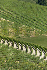 Fototapeta na wymiar Vineyards in Monferrato, Italy.