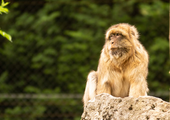 Makaken Affe sitzt auf einem Felsen