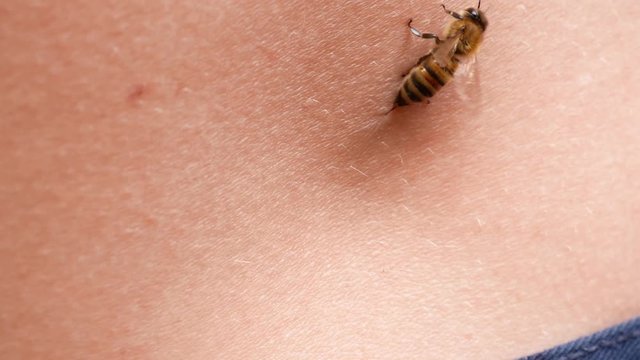 Apitherapy. Man's fingers takes a bee, puts it on human skin and deliberately makes it to sting. Bee stings for the health. Bee venom therapy for arthritis. Close up 