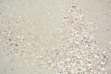 Sand with shells. Beach sand on sea shore. Texture of natural sand with shells on beach.