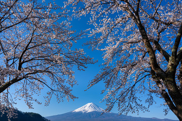 Mt. Fuji in the spring time with cherry blossoms at kawaguchiko Fujiyoshida, Japan.
