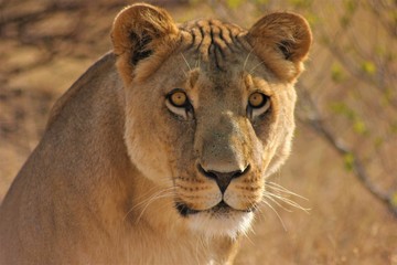 Lioness scanning for prey.