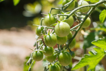 Green tomatoes ripening in a vegetable garden