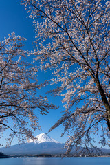 Mt. Fuji in the spring time with cherry blossoms at kawaguchiko Fujiyoshida, Japan.