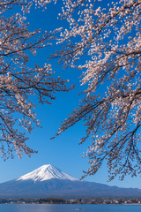 Mt. Fuji in the spring time with cherry blossoms at kawaguchiko Fujiyoshida, Japan.