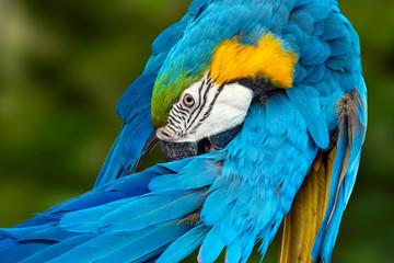 Obraz premium Beautiful macaw parrot