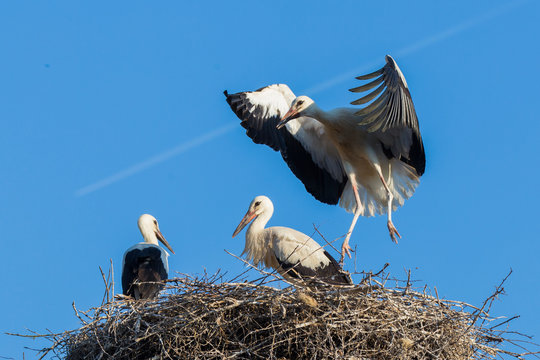 White storks at nest 