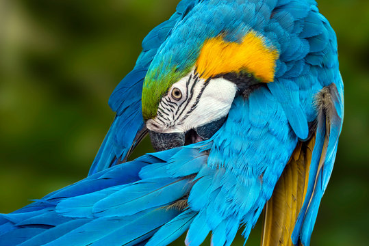 Beautiful macaw parrot