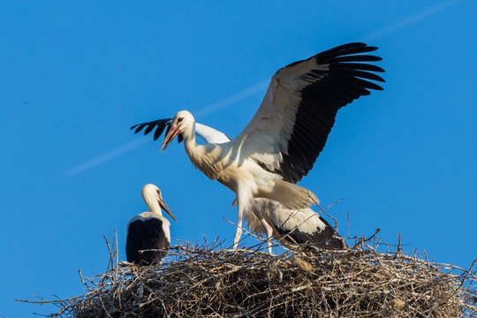 White storks at nest 