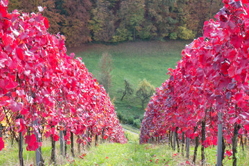 Weinberg in herbstlichen Farben in Deutschland