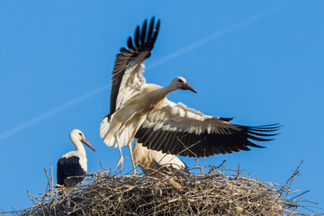 White storks at nest 