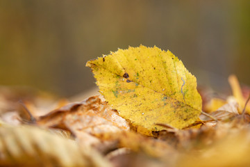 yellow leafs on forest ground