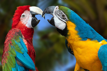 The parrots love each other