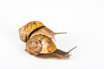 Two big brown snails at reproduction time