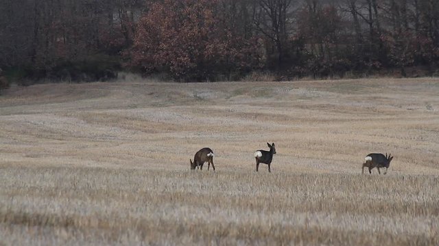 Corzos aliment&aacute;ndose en un campo segado de cereal o rastrojo