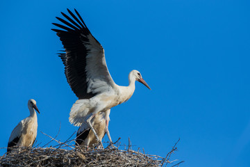 White storks at nest 