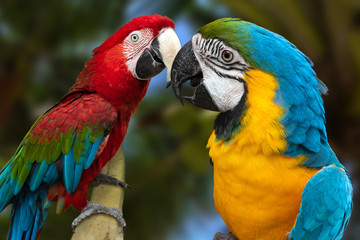 Fototapeta na wymiar The parrots love each other