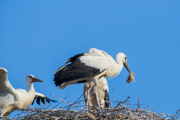 White storks at nest 