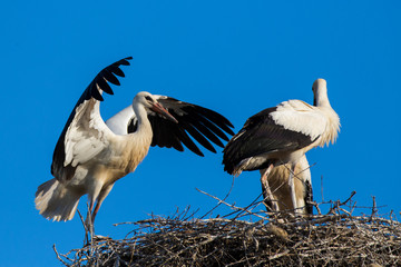 White storks at nest 