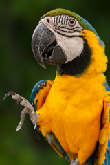 Close up of Blue and Yellow Macaw, Ara ararauna.