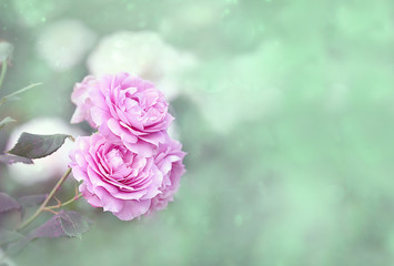 Pink rose flowers on green nature blurred background. roses blossom floral abstract backdrop. delicate summer spring floral background for greeting. shallow depth, soft selective focus