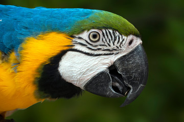 Close up of Blue and Yellow Macaw, Ara ararauna.