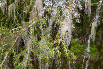Usnea hanging in the trees like an old beard, and are symbolic for clean air, these mosses are antibiotic and eatable, picture taken in Sweden peninsula Hornslandet 