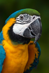 Fototapeta premium Portrait of a colorful parrot - Ara ararauna