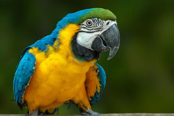 Portrait of a colorful parrot