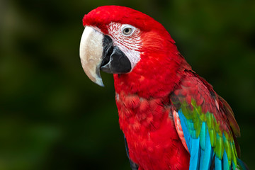Obraz na płótnie Canvas A green winged macaw (Ara chloroptera). Portrait.