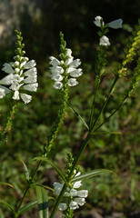 physostegia virginiana white flowers on a dark background of greenery in the garden, lily of the valley garden
