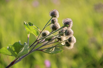 Thistle on green nature background