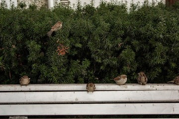 sparrows on the bench in the park