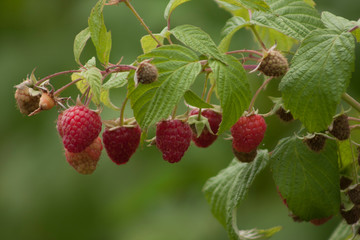 close-up of the ripe raspberry in the fruit garden