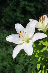 Lily flower in the garden close-up