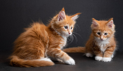 2 kitten Maine Coon red with white isolated on black background