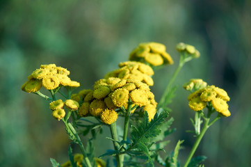 common tansy (Tanacetum vulgare, Chrysanthemum vulgare) blooming