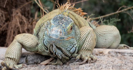 Male green iguana closeup series