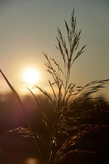 Reed at sunset. Backlit Photography