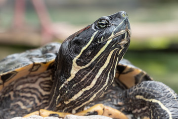 River cooter turtle (Pseudemys concinna) closeup series. A species of freshwater turtle native to North America