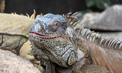 Male green iguana closeup series