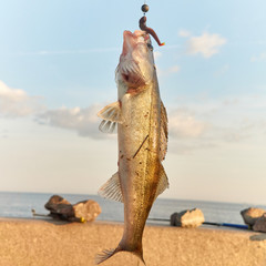 zander caught on a silicone bait close up against the sky