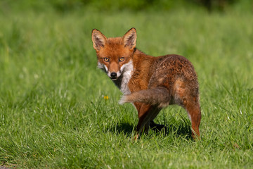 Red Fox (Vulpes vulpes) in summer meadow