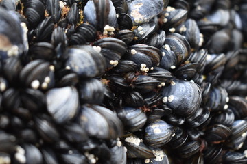 Mussles on a rock.